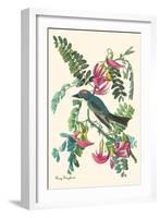 Gray Kingbird-John James Audubon-Framed Art Print