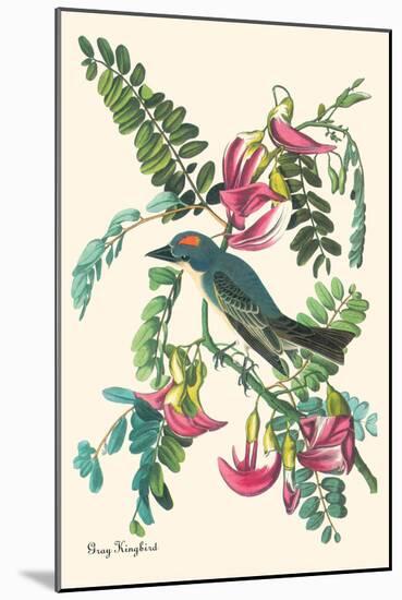 Gray Kingbird-John James Audubon-Mounted Art Print