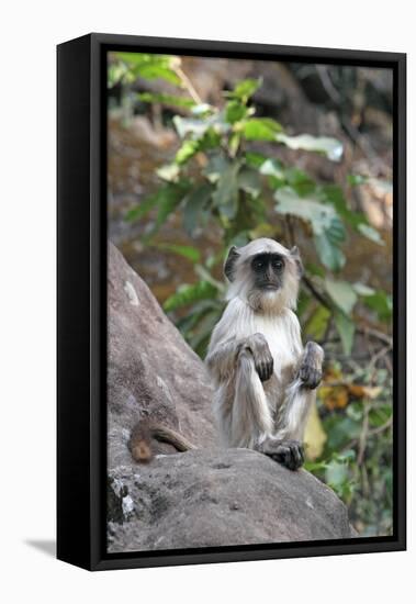 Gray Langur (Hanuman Langur) (Semnopithecus Hector)-Kim Sullivan-Framed Stretched Canvas