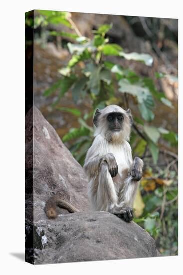 Gray Langur (Hanuman Langur) (Semnopithecus Hector)-Kim Sullivan-Stretched Canvas