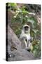 Gray Langur (Hanuman Langur) (Semnopithecus Hector)-Kim Sullivan-Stretched Canvas