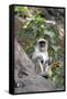 Gray Langur (Hanuman Langur) (Semnopithecus Hector)-Kim Sullivan-Framed Stretched Canvas