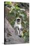 Gray Langur (Hanuman Langur) (Semnopithecus Hector)-Kim Sullivan-Stretched Canvas