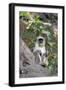 Gray Langur (Hanuman Langur) (Semnopithecus Hector)-Kim Sullivan-Framed Photographic Print