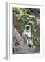 Gray Langur (Hanuman Langur) (Semnopithecus Hector)-Kim Sullivan-Framed Photographic Print