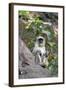 Gray Langur (Hanuman Langur) (Semnopithecus Hector)-Kim Sullivan-Framed Photographic Print