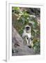 Gray Langur (Hanuman Langur) (Semnopithecus Hector)-Kim Sullivan-Framed Photographic Print