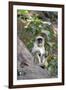 Gray Langur (Hanuman Langur) (Semnopithecus Hector)-Kim Sullivan-Framed Photographic Print