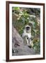 Gray Langur (Hanuman Langur) (Semnopithecus Hector)-Kim Sullivan-Framed Photographic Print