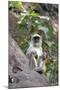 Gray Langur (Hanuman Langur) (Semnopithecus Hector)-Kim Sullivan-Mounted Photographic Print