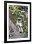 Gray Langur (Hanuman Langur) (Semnopithecus Hector)-Kim Sullivan-Framed Photographic Print