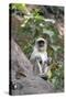 Gray Langur (Hanuman Langur) (Semnopithecus Hector)-Kim Sullivan-Stretched Canvas