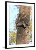 Gray Langur (Hanuman Langur) (Semnopithecus Hector)-Kim Sullivan-Framed Photographic Print