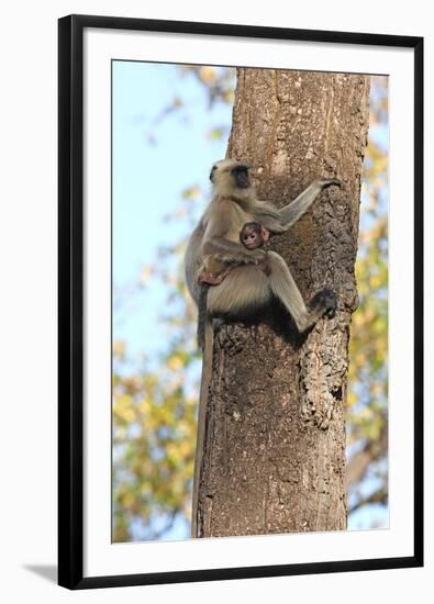 Gray Langur (Hanuman Langur) (Semnopithecus Hector)-Kim Sullivan-Framed Photographic Print