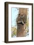 Gray Langur (Hanuman Langur) (Semnopithecus Hector)-Kim Sullivan-Framed Photographic Print