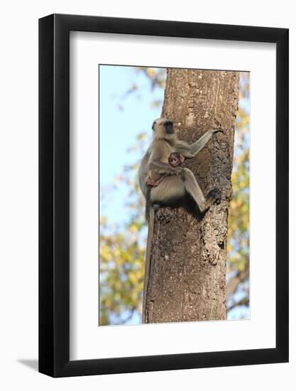 Gray Langur (Hanuman Langur) (Semnopithecus Hector)-Kim Sullivan-Framed Photographic Print