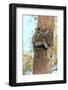 Gray Langur (Hanuman Langur) (Semnopithecus Hector)-Kim Sullivan-Framed Photographic Print