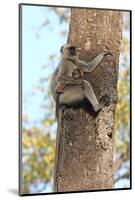 Gray Langur (Hanuman Langur) (Semnopithecus Hector)-Kim Sullivan-Mounted Photographic Print