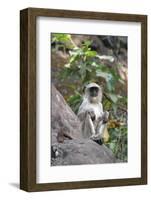 Gray Langur (Hanuman Langur) (Semnopithecus Hector)-Kim Sullivan-Framed Photographic Print