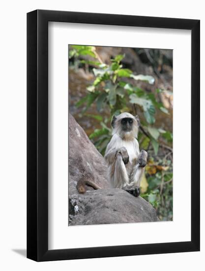 Gray Langur (Hanuman Langur) (Semnopithecus Hector)-Kim Sullivan-Framed Photographic Print