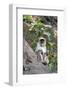 Gray Langur (Hanuman Langur) (Semnopithecus Hector)-Kim Sullivan-Framed Photographic Print