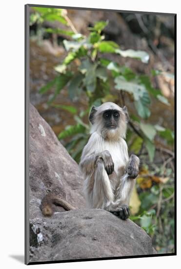 Gray Langur (Hanuman Langur) (Semnopithecus Hector)-Kim Sullivan-Mounted Photographic Print