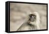 Gray Langurs (Hanuman Langurs) (Langur Monkey) (Semnopithecus Entellus)-Janette Hill-Framed Stretched Canvas