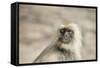 Gray Langurs (Hanuman Langurs) (Langur Monkey) (Semnopithecus Entellus)-Janette Hill-Framed Stretched Canvas