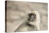 Gray Langurs (Hanuman Langurs) (Langur Monkey) (Semnopithecus Entellus)-Janette Hill-Stretched Canvas