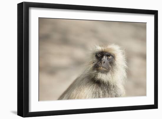 Gray Langurs (Hanuman Langurs) (Langur Monkey) (Semnopithecus Entellus)-Janette Hill-Framed Photographic Print