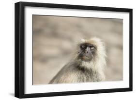 Gray Langurs (Hanuman Langurs) (Langur Monkey) (Semnopithecus Entellus)-Janette Hill-Framed Photographic Print