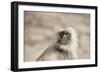 Gray Langurs (Hanuman Langurs) (Langur Monkey) (Semnopithecus Entellus)-Janette Hill-Framed Photographic Print