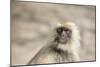 Gray Langurs (Hanuman Langurs) (Langur Monkey) (Semnopithecus Entellus)-Janette Hill-Mounted Photographic Print