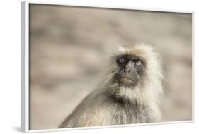 Gray Langurs (Hanuman Langurs) (Langur Monkey) (Semnopithecus Entellus)-Janette Hill-Framed Photographic Print