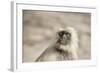 Gray Langurs (Hanuman Langurs) (Langur Monkey) (Semnopithecus Entellus)-Janette Hill-Framed Photographic Print