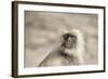 Gray Langurs (Hanuman Langurs) (Langur Monkey) (Semnopithecus Entellus)-Janette Hill-Framed Photographic Print