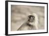 Gray Langurs (Hanuman Langurs) (Langur Monkey) (Semnopithecus Entellus)-Janette Hill-Framed Photographic Print