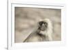 Gray Langurs (Hanuman Langurs) (Langur Monkey) (Semnopithecus Entellus)-Janette Hill-Framed Photographic Print