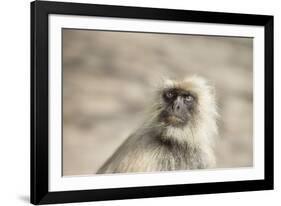 Gray Langurs (Hanuman Langurs) (Langur Monkey) (Semnopithecus Entellus)-Janette Hill-Framed Photographic Print