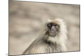 Gray Langurs (Hanuman Langurs) (Langur Monkey) (Semnopithecus Entellus)-Janette Hill-Mounted Photographic Print