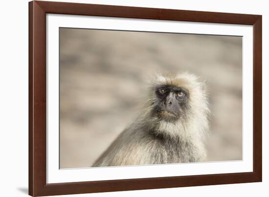 Gray Langurs (Hanuman Langurs) (Langur Monkey) (Semnopithecus Entellus)-Janette Hill-Framed Photographic Print