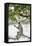 Gray Langurs (Hanuman Langurs) (Langur Monkey) (Semnopithecus Entellus)-Janette Hill-Framed Stretched Canvas