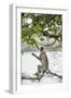 Gray Langurs (Hanuman Langurs) (Langur Monkey) (Semnopithecus Entellus)-Janette Hill-Framed Photographic Print