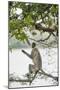 Gray Langurs (Hanuman Langurs) (Langur Monkey) (Semnopithecus Entellus)-Janette Hill-Mounted Photographic Print