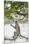 Gray Langurs (Hanuman Langurs) (Langur Monkey) (Semnopithecus Entellus)-Janette Hill-Mounted Photographic Print