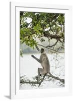 Gray Langurs (Hanuman Langurs) (Langur Monkey) (Semnopithecus Entellus)-Janette Hill-Framed Photographic Print