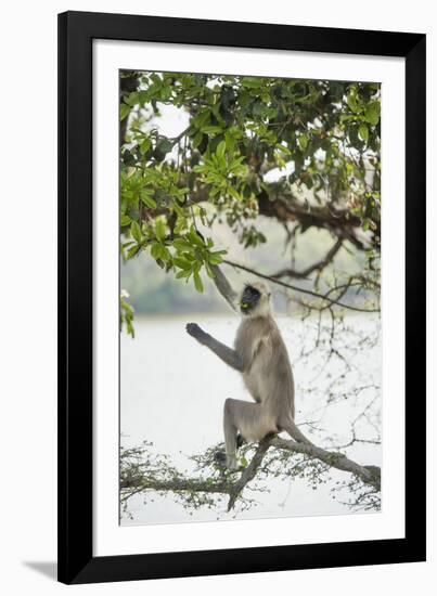 Gray Langurs (Hanuman Langurs) (Langur Monkey) (Semnopithecus Entellus)-Janette Hill-Framed Photographic Print