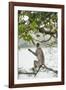 Gray Langurs (Hanuman Langurs) (Langur Monkey) (Semnopithecus Entellus)-Janette Hill-Framed Photographic Print