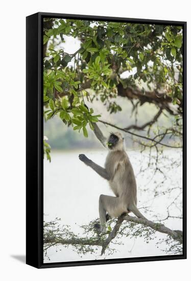 Gray Langurs (Hanuman Langurs) (Langur Monkey) (Semnopithecus Entellus)-Janette Hill-Framed Stretched Canvas