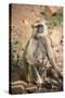 Gray Langurs (Hanuman Langurs) (Langur Monkey) (Semnopithecus Entellus)-Janette Hill-Stretched Canvas